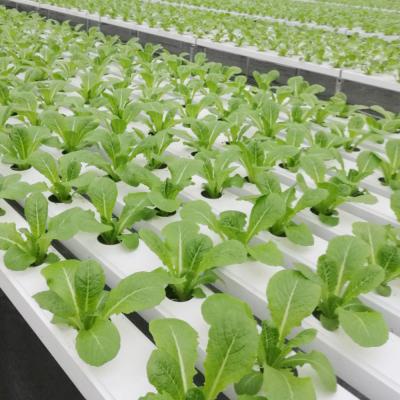 China Agriculture Planting 100*50mm NFT Gutter PVC Hydroponic Channel Grow System For Lettuce Strawberry for sale