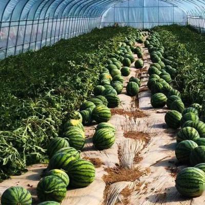 China PE Polytunnel Greenhouse - Fruit Greenhouse for sale