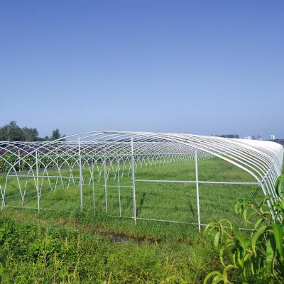 China Pipeline For Agriculture Use Gothic Tunnel Greenhouse for sale