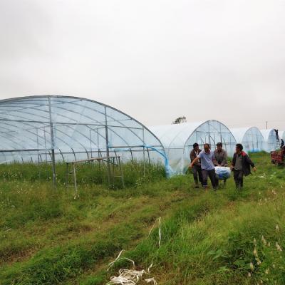 China Pipeline For Agriculture Use Tunnel Gothic Greenhouse Inside To Plant Strawberry for sale