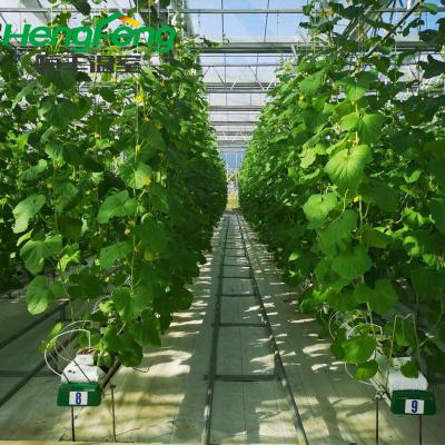 China Mainly for agricultural use agricultural greenhouse - multi span structure inside planting vegetables for sale