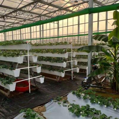 China Long Use Life Strawberry Greenhouse for sale