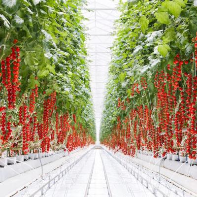 China Pipeline For Agriculture Use Polycarbonate Greenhouse Commercial 2022 Year for sale