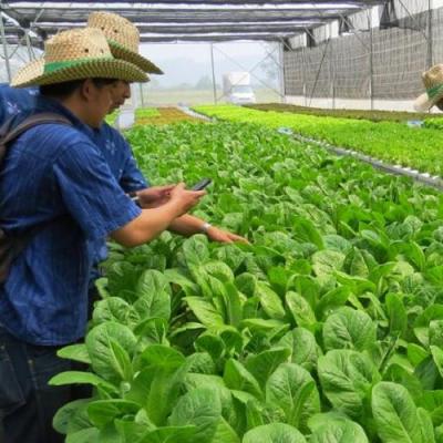 China Mainly for planting hydroponic vegetables greenhouse inside plant leaf vegetable, tomato, cucumber... for sale