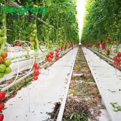 China High quality hydroponic system polycarbonate greenhouse with long service life and beautiful exterior for planting tomato and lettuce for sale