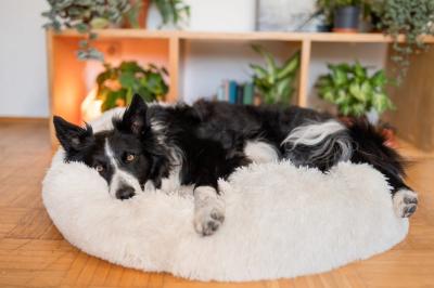 China Plush Cozy Anti Anxiety Donut Calming Dog Bed 100% Cotton Handmade for sale