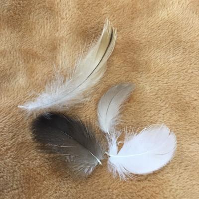 China Gray Duck Feather High Fill Washed and Cleaned Hot Selling Material 4-6 cm for sale