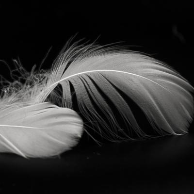 China Washed And Cleaned 2-4cm Washed White Goose Feather For Sale for sale