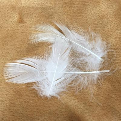 China Fashionable Cheap Washed And Cleaned Feather Buy Goose Feather Fill For Sale for sale