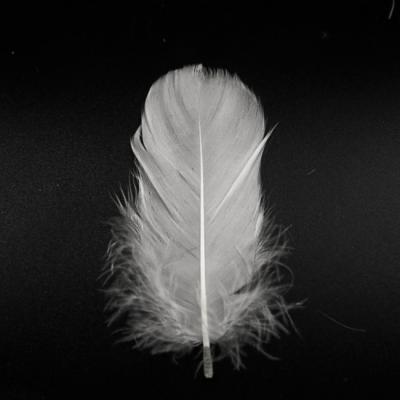 China Washed and cleaned white goose feather for winter jackets price for sale