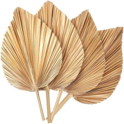 China Vitalucks Logo Eco-Friendly Compostable Hand 4 Pcs Large Natural Gold Dried Palm Leaves for sale