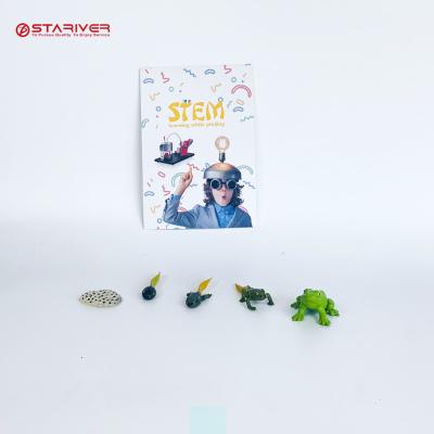 China Frog Biology Kit Science Stem Toy Life Cycle For Children 0089 for sale