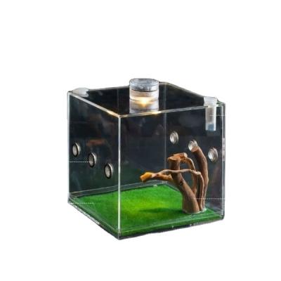 China Eco-Friendly Spider Chirping Spider Ling Box Ling Box Mini Reptile Mantis Beetle Reptile Acrylic Feeding Box Cw-67 Insect Eco-Friendly Spider for sale