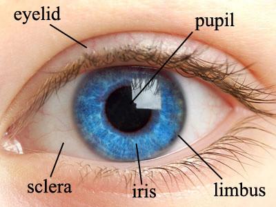 China USB IR Camera Eye Detection Biometric Iris Scanner , 15-20cm Iris capture range for sale