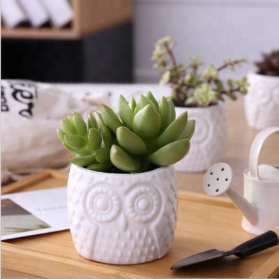 China Mini Succulent Ceramic Desktop Cute Owl Modern White Creative Flower Pot for sale