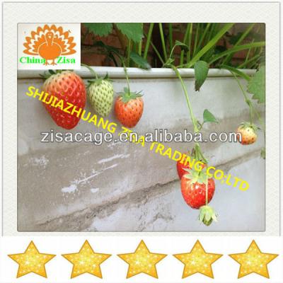 China Plastic HDPE Plant Trays For Agricultural Greenhouses for sale