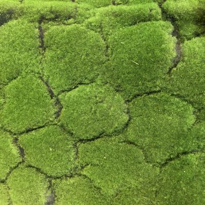 China Environmental Wholesale Fake Artificial Grass Moss Decoration Factory Plant Artificial Turf for sale