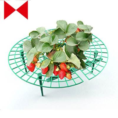 China Eco-Friendly Strawberry Sustains - Clean, Flawless Fruit for sale