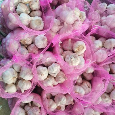 China Factory Price Fresh Chinese Fresh Pure White Garlic for sale