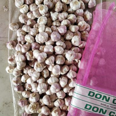 China 5cm fresh fresh snow white garlic 5.5cm pure white garlic for sale