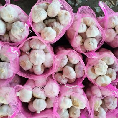 China 2022 china factory organic garlic price fresh normal white garlic fresh for sale