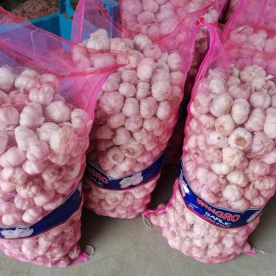 China Mesh Bag Fresh Wholesale Pure White Garlic for sale