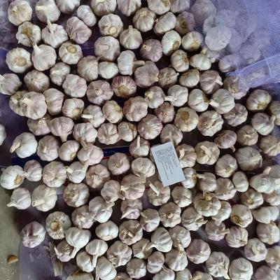 China New Cultivation China Alho Fresh Garlic Fresh Garlic Price for sale