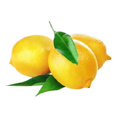 China Rich Quality Wholesale Fresh Yellow Fresh Lemons at Bulk Price for sale