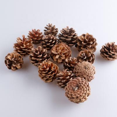 China Good Quality Pine Cones Factory Directly Pine Cones Decoration Pinecone Customized Size With OEM Service for sale