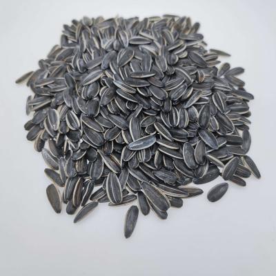 China Original Factory Fresh Direct Supply We Are Looking For Global Agents Planting Sunflower Seeds for sale