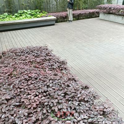 China Tableros de cubierta de madera de bambú carbonizada para jardines al aire libre en venta