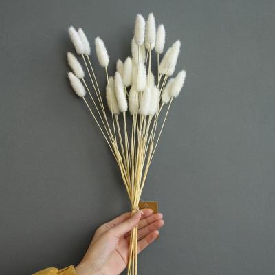 China Easter Decor Bunny Tail Immortal Grass For House Decoration for sale