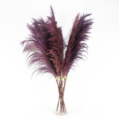 China Natural Pampas Grass Richicgarden Flower Arrangements Dried Pampas Grass Faux Tall Natural Fluffy Reed Grass for sale