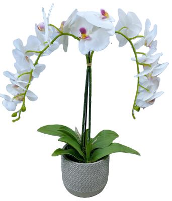 China High Simulation Richicgarden Artificial Phalaenopsis Orchid Butterfly Flower Orchid Plant Potted for sale