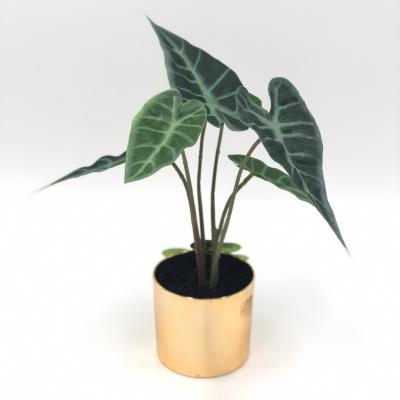 China Tropical Outdoor Potted Bosai Tree Small Plant Indoor Plant Richicgarde Table Decor for sale