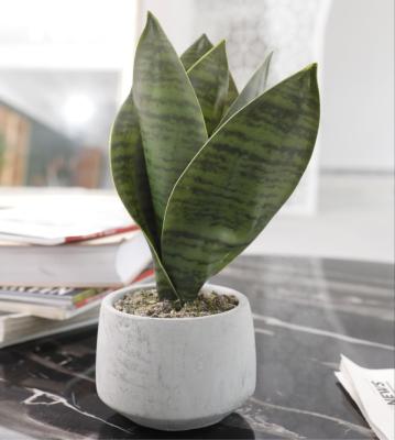 China PE Plastic Richicgarden Plant Fake Sansevieria Artificial Snake Plant For Desktop 27CM for sale