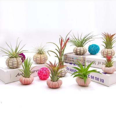 China Real Viable Hot Selling Sea Urchin Shells Plant Pot Sea Urchin Shells Flower Pot for sale