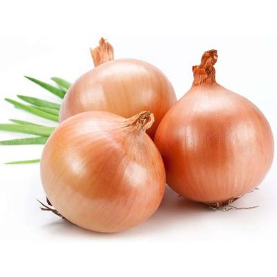 China Fresh high quality best selling fresh onions for bulk sale for sale