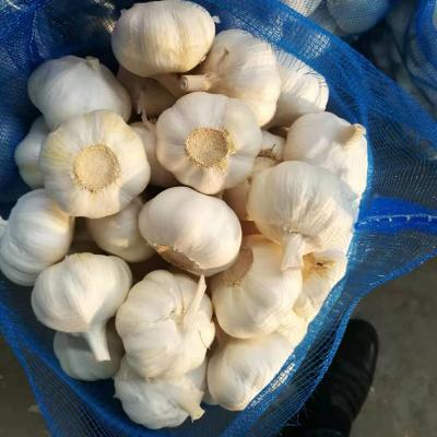 China 2020 Fresh Fresh Natural White Garlic / Jin Xiang Liming Food Company Red Garlic for sale