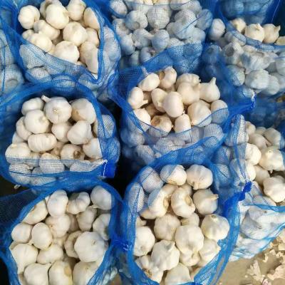 China 2022 Fresh Red Natural White Garlic / Alho / Ail Best Factory Price for sale