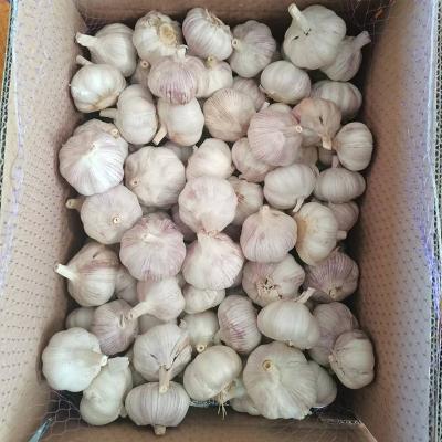 China New Culture Chinese Fresh Garlic Fresh Garlic White Garlic Price for sale