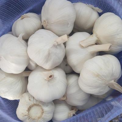 China China factory price 5.5cm bulk fresh pure white fresh garlic garlic for sale china garlic for sale