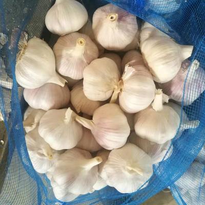 China 2022 Factory Supply High Quality Fresh Natural Garlic Price For Sale for sale