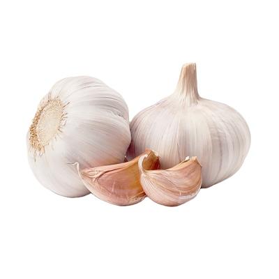 China Garlic cultivation 2022 fresh normal white first class new in China for sale