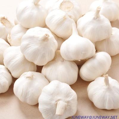 China 2022 Fresh High Quality Fresh Pure White Garlic Shape China Supplier for sale