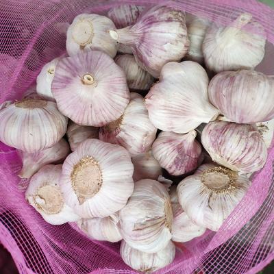 China 2021 Crop Fresh Normal White Garlic Big Size Garlic for sale