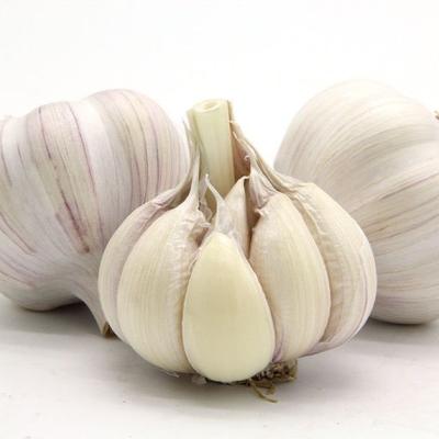 China 2020 Fresh Fresh Natural White Garlic / Alho / AAA / Ajo / Jinxiang Jining Ail for sale