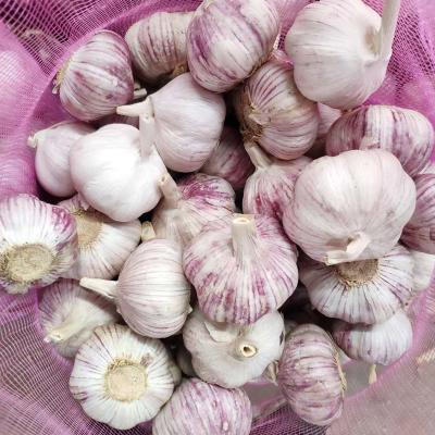 China 2021 Fresh AAA Red Normal White Garlic /alho/garlic/ajo Alho from Jin Xiang Liming for sale