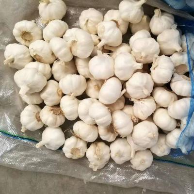 China Jin Xiang Red Fresh Garlic 2022 Fresh/Normal White Garlic/Alho/Ail for sale