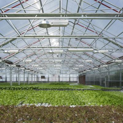 China Multi-span Plastic Sheet Structure Greenhouse Hydroponic Plants Growing Hot Sale Solar Agricultural Greenhouse for sale